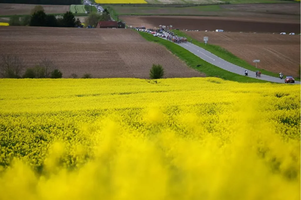 Pelotão em meio aos campos de flores